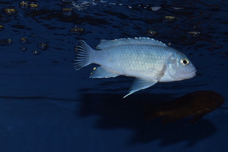 Chindongo socolofi 'Mara Rocks'